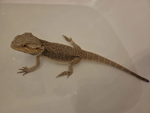 Bartagame schweren Herzen abzugeben Bild 2