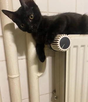 2 Männliche Kater suchen einen zuhause Bild 4