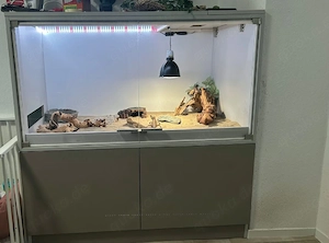 Bartagame schweren Herzen abzugeben Bild 4