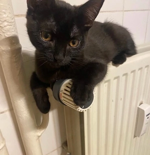 2 Männliche Kater suchen einen zuhause Bild 5