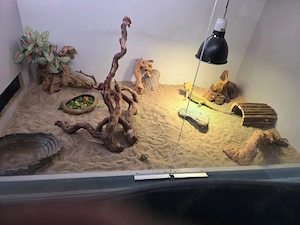 Bartagame schweren Herzen abzugeben Bild 5