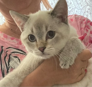 Süßer BKH Katerchen in BlueCollor ist schon abgabebeteit!