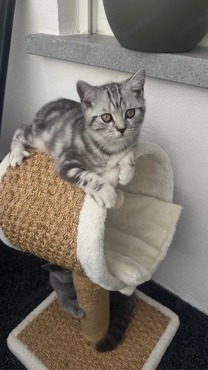 Katzen Baby  Bkh  Bild 8