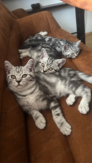 Katzen Baby  Bkh 