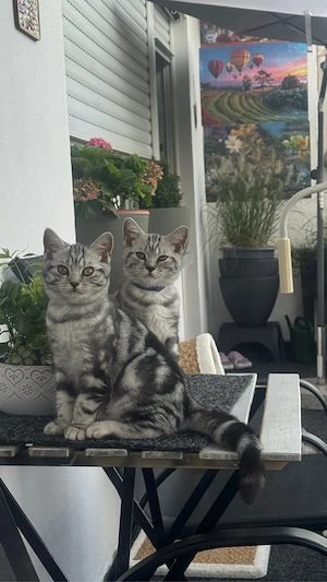 Katzen Baby  Bkh 