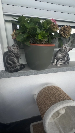 Katzen Baby  Bkh  Bild 9