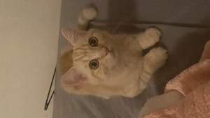 British Kurzhaar Kitten zu verkaufen 