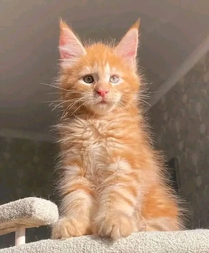 Unbezahlbare reinrassige Maine-Coon-Kätzchen