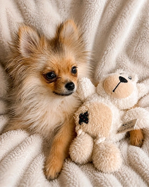 Pomeranian-Zwergspitz Mädchen   3 Monate alt  Bild 2