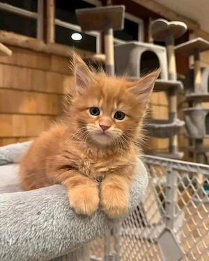 Maine-Coon-Kätzchen mit Pass und Reisedokumenten