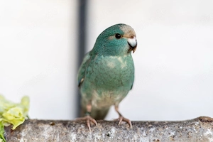 Junge Ziegensittiche in Blau und Blaugesäumt