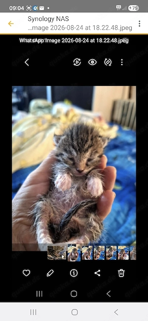Esmeralda - ein kleines Tigermädchen sucht ihr Traumzuhause