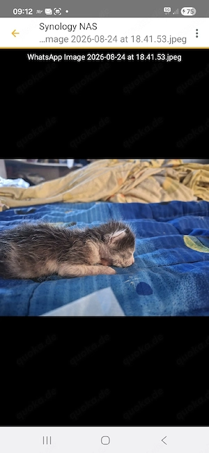 Egon - kleines Katerchen sucht sein Traumzuhause