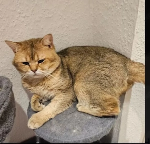 Gegen Gebot Traumhafter BKH Kater in Black Golden...:(4 Jahre, unkastriert) 