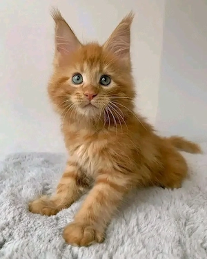 Registrierte reinrassige Maine-Coon-Kätzchen