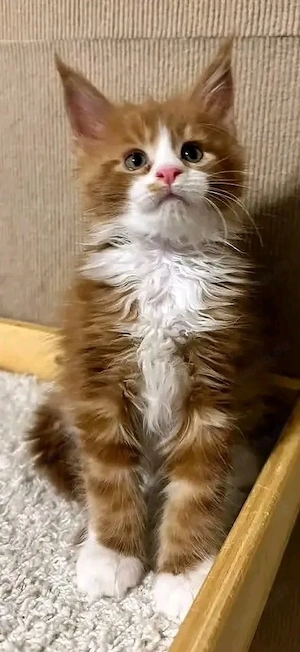 Entwurmte und sozialisierte männliche und weibliche Maine-Coon-Kätzchen