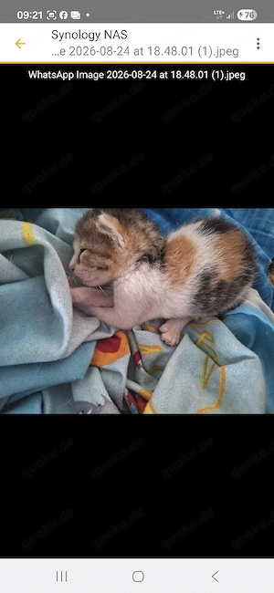 die bezaubernde, kleine Penusha sucht ihr Glück