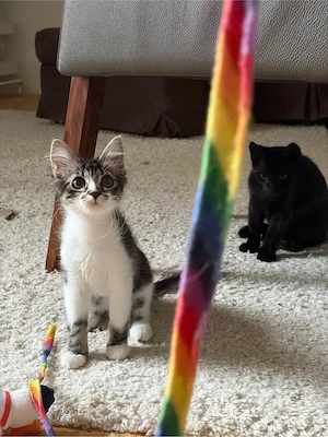 Kitten suchen liebevolles Zuhause 