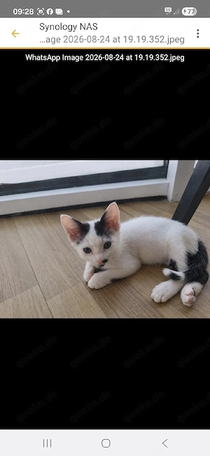 Harry - kleines Katerchen sucht sein Traumzuhause