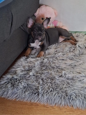 Französische Bulldogge blue tricolor