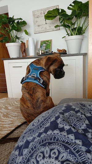Boxer Welpe abzugeben 