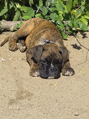 Boxer Welpe abzugeben 