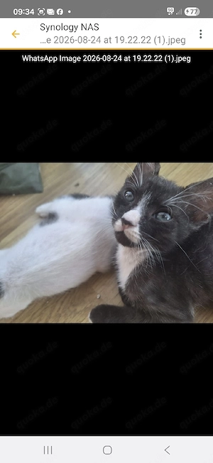 Henry - kleines Katerchen sucht sein Traumzuhau