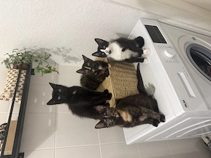 Liebevoller Kater sucht ein schönes Zuhause