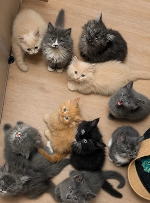 Wunderschöne Kitten abzugeben 