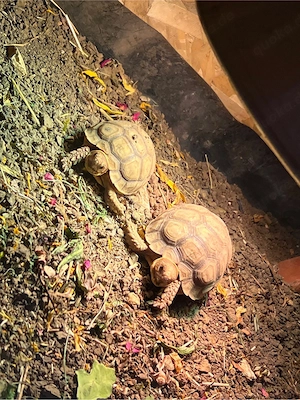kleine spornschildkröten 