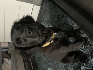 Black River ( Golden Retriever   Flat Coated ) 