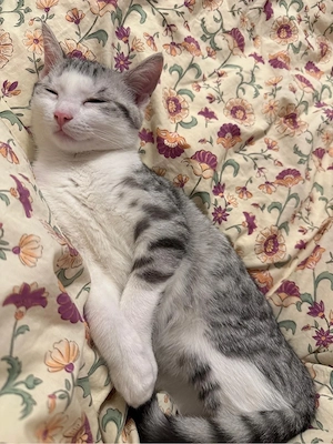 Süßer Kater sucht Zuhause für immer :) Bild 3