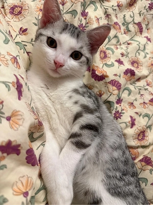 Süßer Kater sucht Zuhause für immer :) Bild 2