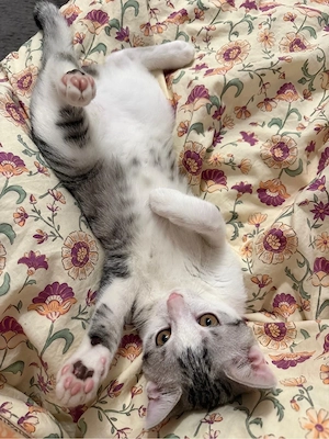 Süßer Kater sucht Zuhause für immer :) Bild 4