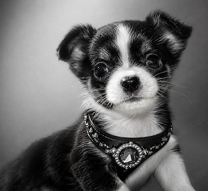 Süße Chihuahua-Welpen