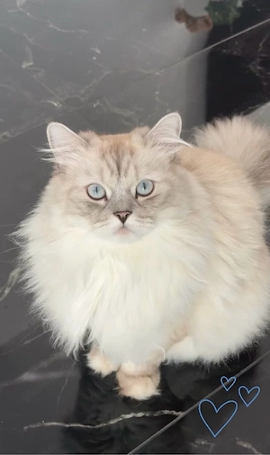 Britisch-Langhaar-Kater Simba sucht liebevolles Zuhause. Bild 4