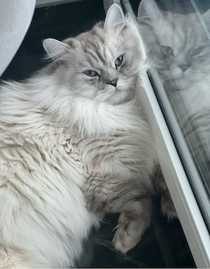 Britisch-Langhaar-Kater Simba sucht liebevolles Zuhause. Bild 1