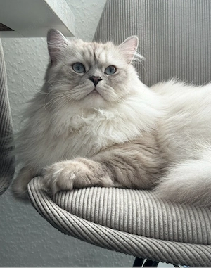 Britisch-Langhaar-Kater Simba sucht liebevolles Zuhause. Bild 3