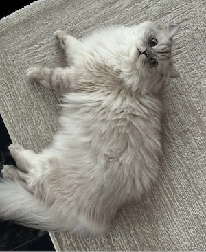 Britisch-Langhaar-Kater Simba sucht liebevolles Zuhause. Bild 5