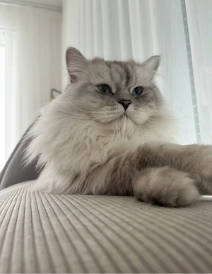Britisch-Langhaar-Kater Simba sucht liebevolles Zuhause.