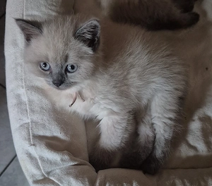 BKH Seal Point Kitten 