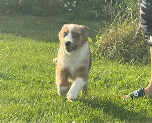 Australian Shepherd welpen reinrassig sofort abgabebereit
