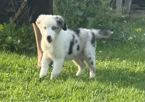 Australian Shepherd welpen reinrassig sofort abgabebereit