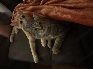 Zwei liebe Katzen suchen ein schönes neues Zuhause 