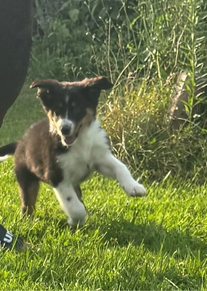 Australian Shepherd welpen reinrassig sofort abgabebereit