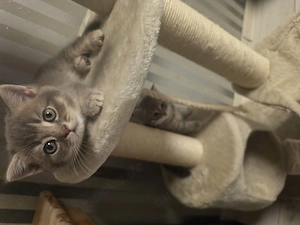 Katzenbaby 