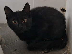 Kleines Kitten abzugeben 