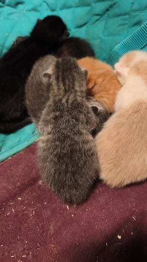 Kätzchen in verschiedenen Farben, Kater, Katze 