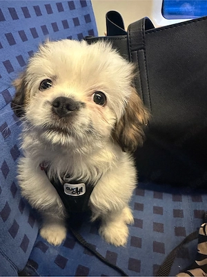 shih tzu   mix welpe