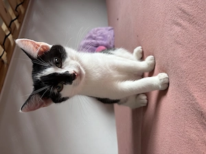 Katzenbaby sucht ein liebevolles Zuhause 